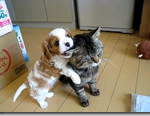 大好きな猫にしつこく抱きつく子犬と嫌がる猫のツンデレ動画